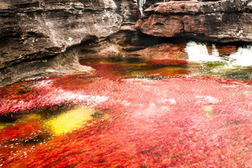 Caño Cristales : rio de varios colores!